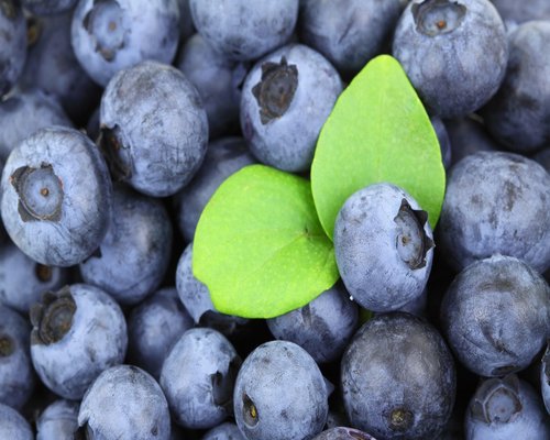 fresh ripe blueberries close up macro